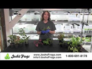 Josh's Frogs Dart Frog Vivarium Plant Kits