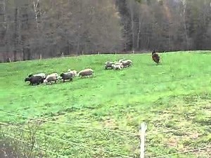 A Llama jumping for 24 minutes