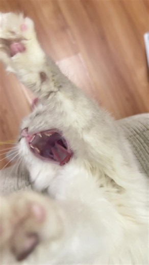 Why Does My Ragdoll Cat Talk Like That?