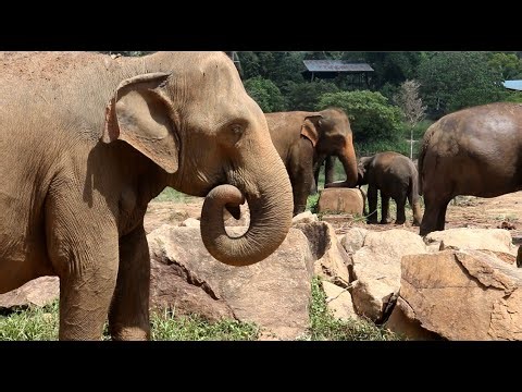 A herd of free-living elephants - pinnawala elephant orphanage in sri lanka