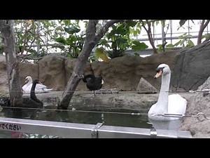 Swan & Black Swan (KOBE ANIMAL KINGDOM, Hyogo, Japan) February 8, 2019