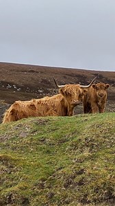 Highland Coos causing chaos at rush hour in Scotland 🏴󠁧󠁢󠁳󠁣󠁴󠁿 | A Scots Eye View