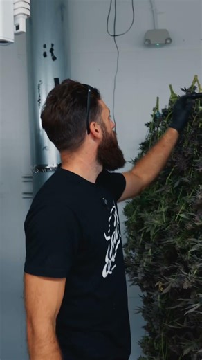 Wet to dry weight with under canopy