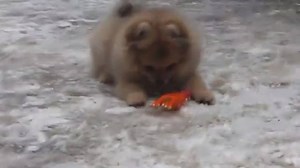 Pomeranian 3 months old | BuzzSharer Pomeranians