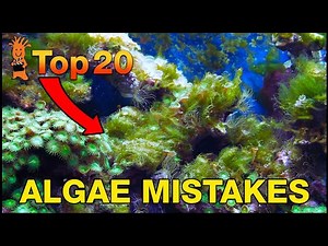 Can't beat algae in your tank? This is probably why! Top 20 Algae Fighting Mistakes