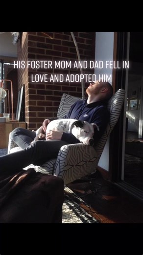 7K views · 257 reactions | Shelter babies are the BEST! #adopt #rescue #dog #dogs #puppy #glowup #cute #adorable #love #adorable | Judith Coleman | Facebook