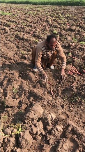 Amazing Carrot Harvester | Carrot Farm Digging MachineHunza Tv