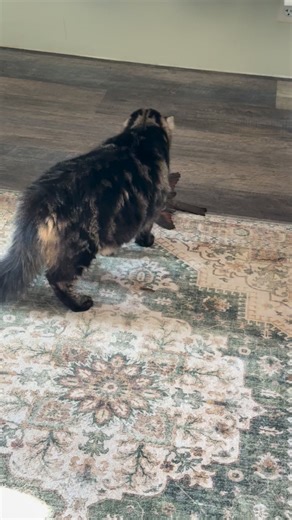 Why Stanley Why??!! 😡 #bird #bedroom #fyp | Myriam Edwards