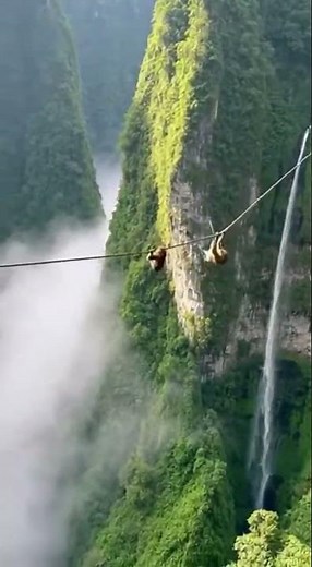 Tourists Froze as a Monkey Hung From a Cable Above the Cliff