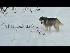Why Dogs Look Back at You on Walks.