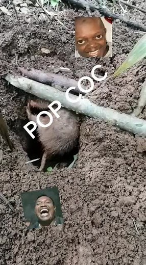 Videos de RODOLFO POP (@rodolfopopcoc0) con “sonido original - RODOLFO POP”