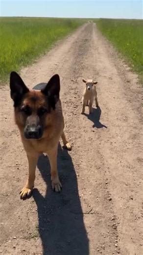 He chased him down the country road… the goat jumped the puddle and the dog FACEPLANTED 💀🐕💦🐐😂 . . . . . #GermanShepherd #BabyGoat #GoatKid #CountryRoadChase #USA
