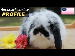 American Fuzzy Lop Rabbit Profile 🐇 | A Small Sweet & Fluffy Breed from in USA | History & Facts