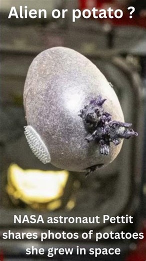 Alien or potato ?