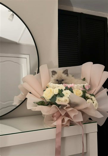 Adorable Ragdoll Kittens Melt Hearts