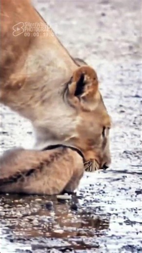 SHE Carried Everything That Mattered... 🦁❤️