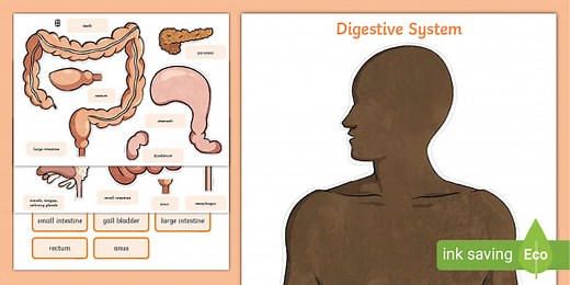 Digestive System Worksheet Cut-Outs