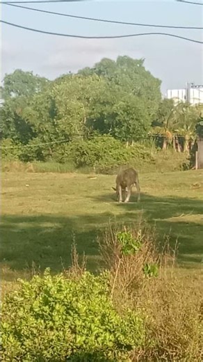 The bundle is eating grass in the hot midday sun - #freevideo #shorts #nocopyright #copyrightfree