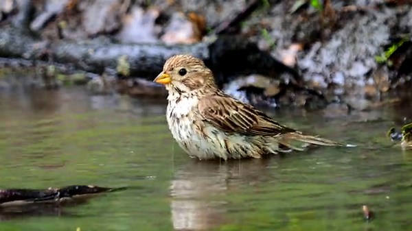 The corn bunting bird at bath time in a natural pond, Emberiza calandra Stock Video Footage - Alamy
