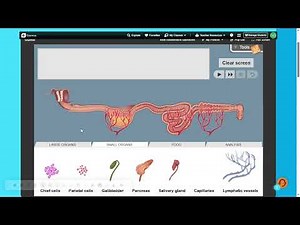 Digestive System Simulation Explained | Design Your Own Digestive Tract