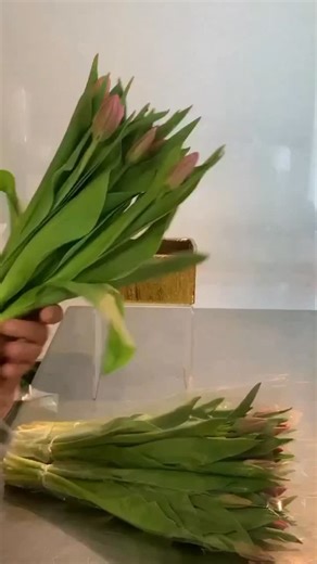 Smoking hot tulips today 🔥🌷 This is the chop & drop ‘vase-in-vase’ technique, the easiest way to make tulips look expensive, effortless, and perfectly sculpted. No foam, no fuss. Just clean stems, fresh water, and a second inner vase to hold the shape. Tulips always know how to flirt with the light… and this method lets them shine. 🌷 #JunPinon #FlowerPicasso #Tulips #ChopAndDrop #FloralDesign #FlowerTips #TulipSeason #DesignerFlowers #VaseInVase #FloralArtistry #SFFlorist #FlowerArrangement #