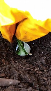 75K views · 265 reactions | How to grow a unique rose garden | 5-Minute Crafts Like | Facebook