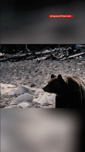 The Grizzly Man’s Final Recording Before Being Mauled To Death #animals #attack #recorder