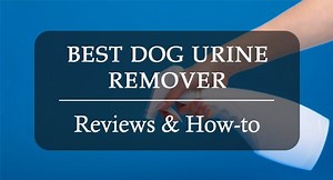 Best Dog Urine Remover: Top 5 Cleaners for Pet Stains and Odors