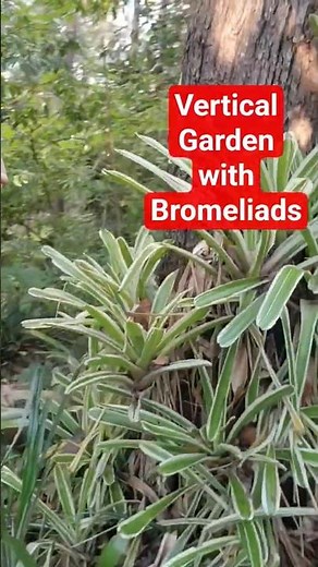 Growing Bromeliads Vertically