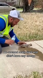 Rescue a baby squirrel #rescue #rescueanimals #animals #animalsoftiktok #squirrel | Thrift City