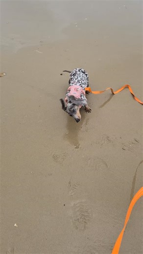 Arnold and Leia ❤🐾🐕#cute #cockapoo #minituredachshund #dachshundsofinstagram #dogwalkersofinstagram #dogwalkerslife #DogWalkerBournemouth #dogwalkersandbanks #dogwalkermuscliff #dogwalkercanfordcliffs #poolebaypetsgang #dogwalkerpoole #walkieswithalana #gpspettracker #gpstrackerdevices | Poole Bay Pet Services