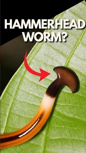 Hammerhead worm🤯🪱 Do you agree with the scientists - IZIFACTS