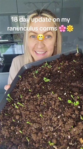 18 Days of Growing Ranunculus Corms: A Floral Journey