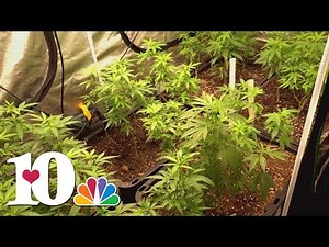 THCA in Tennessee: A 'legalized high' could soon end