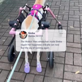 18K views · 379 reactions | Simba's Story ✨ Simba was adopted back...