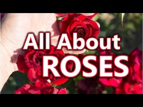 Roses Planting Growing and Caring for Rose Flowers Plants Gardening | How To