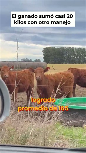 How We Gained 20 Kilos at Weaning with Better Pasture Management👇👇