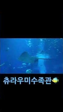 오키나와 4박4일 🏝️ #오키나와 #세소코힐튼 #츄라우미수족관 #정글리아 #travel #여행