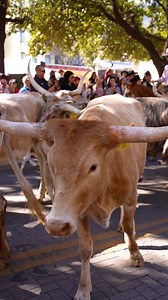From longhorns to little cowboys, Western Heritage Parade and Cattle Drive brought all the wild charm to the streets! Huge shoutout to everyone who showed up and showed love — see y’all next year for even more boots, hooves & hometown pride! 🐂🎊 | San Antonio Stock Show & Rodeo Western Heritage Weekend