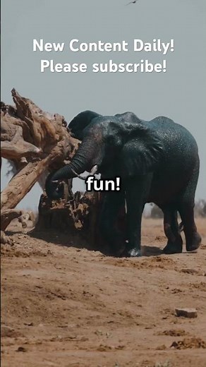 Tiger Vs Elephant: Epic Showdown!!!