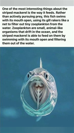 #VIRAL / THIS IS HOW , A FILTER FEEDER IN FISHES #viral