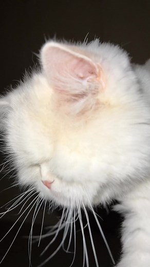 Baby squeaks are the best dound to wake up to… right? #catlovers #cutecats #catsoftiktok #cats