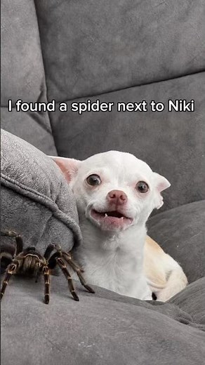 Niki got bitten by a spider…🤣😳🕷️
