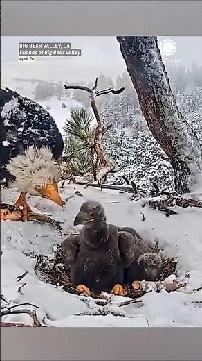 Eagle Mom Protects Chicks from Heavy Rain, Winds, Snow