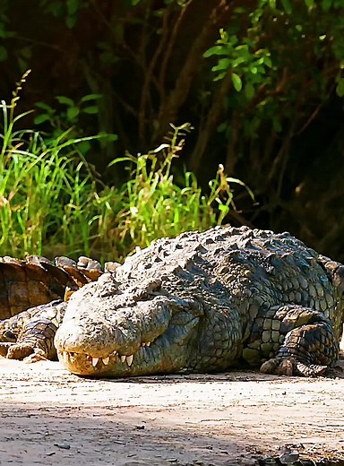 Nile Crocodile's Year-Long Wait for Prey