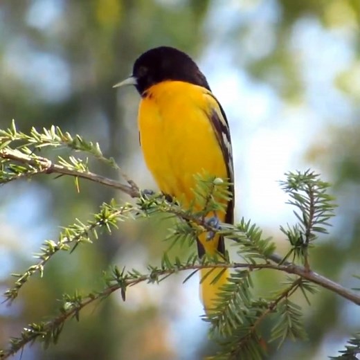 Baltimore oriole singing (Icterus galbula) The Baltimore oriole is the state bird of Maryland. | BIRDS & Nature