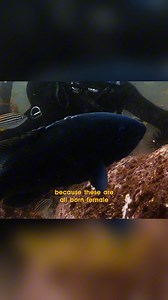 This fish is a hermaphrodite | Forrest Galante