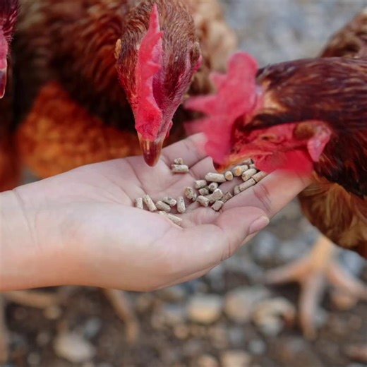 The impact of highly pathogenic #AvianInfluenza goes beyond health – it threatens livelihoods, disrupts trade and undermines economies. Early detection, swift reporting and effective response are crucial to prevent its spread, protect communities and safeguard agrifood systems. https://www.fao.org/newsroom/story/four-reasons-why-avian-influenza-should-be-on-your-radar/en #HPAI | Food and Agriculture Organization of the United Nations (FAO)