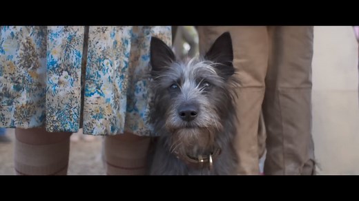 NOW SHOWING! RUNT Craig Silvey's beloved best-selling novel leaps onto the big screen in a charming new Australian family movie. RUNT is the heartfelt and hilarious tale of eleven-year-old Annie Shearer and her best friend Runt, an adopted stray dog with remarkable abilities. In a bid to save their family farm, the two aspire to compete in the Agility Course Championships at the prestigious Krumpets Dog Show in London, whilst overcoming hurdles, obstacles, and nefarious villains. The all-Austral