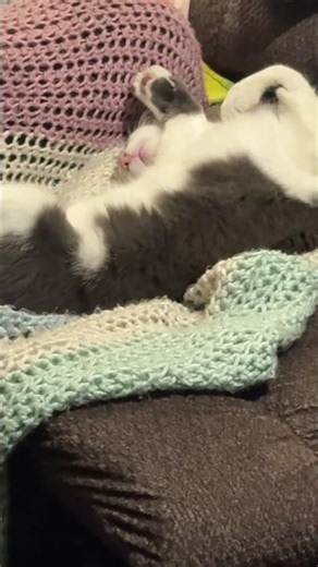 The many sleeping positions of weebles vol 137 #cat #cute